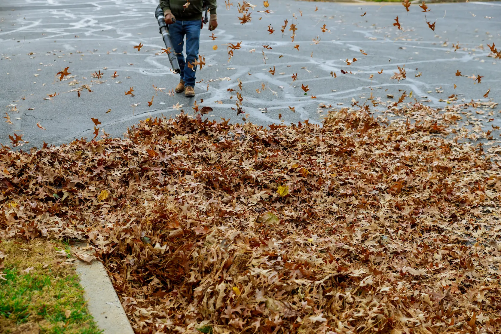 Clean Up leaves and pine needles in flagstaff arizona