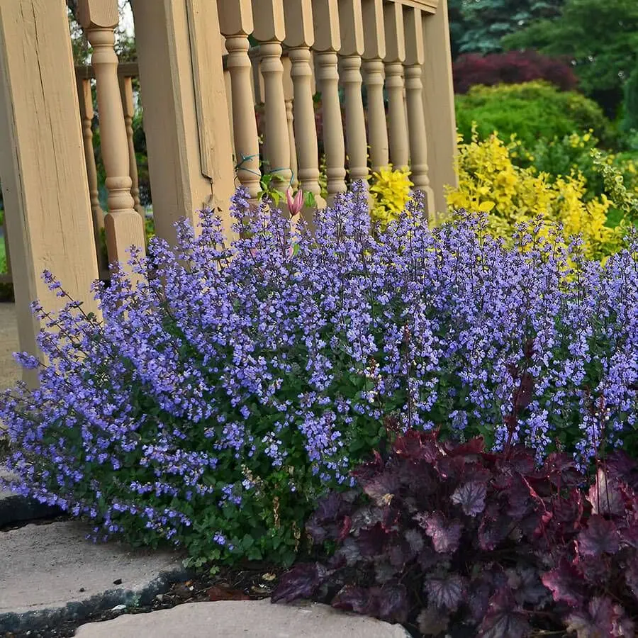 Nepeta plants in northern arizona in flagstaff landscaping