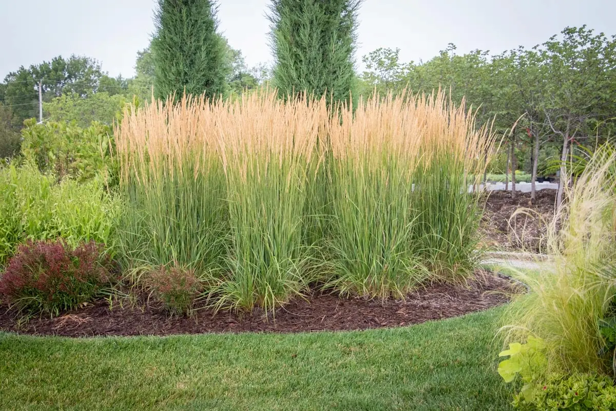 Karl Forester Grass in Flagstaff Arizona