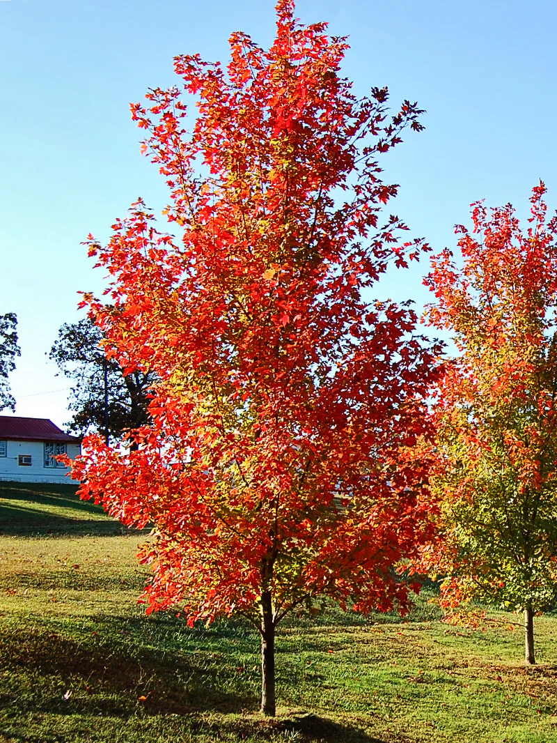Autumn Blaze Maple Tree Flagstaff Arizona