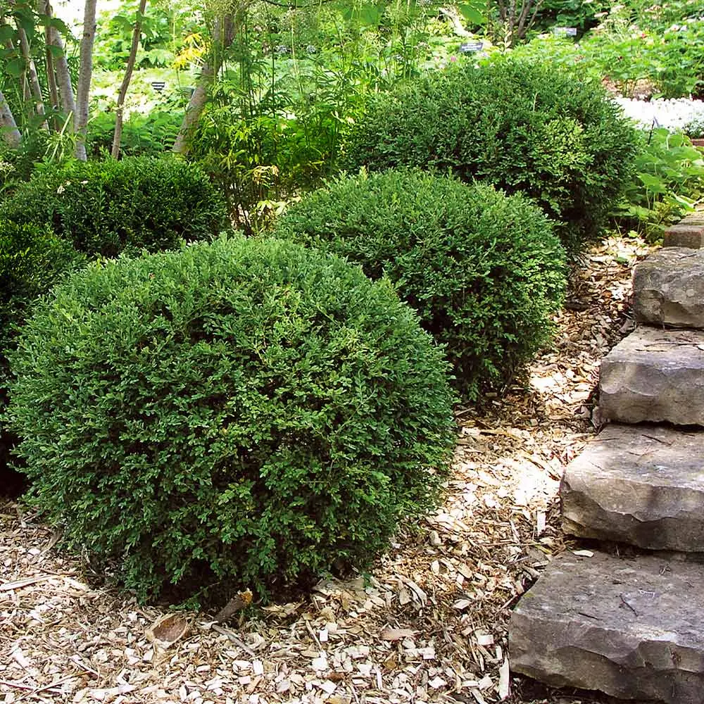Boxwoods Growing In Flagstaff Landscpaing