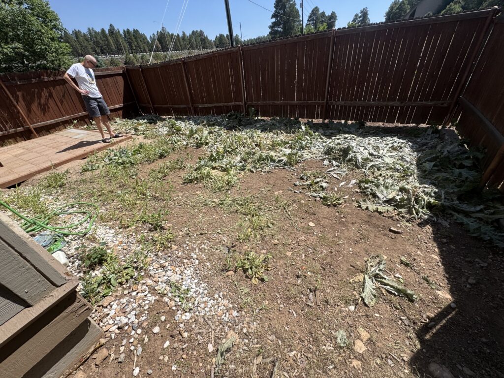 Weed-infested yard before xeriscaping during a Flagstaff landscaping project in University Heights.
