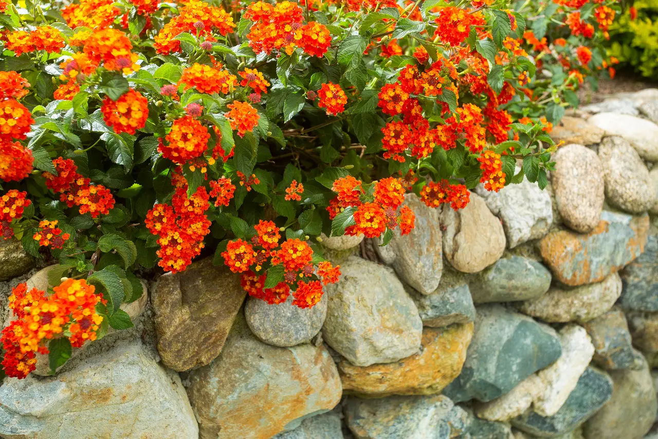 Lantana Flowers In Northern Arizona