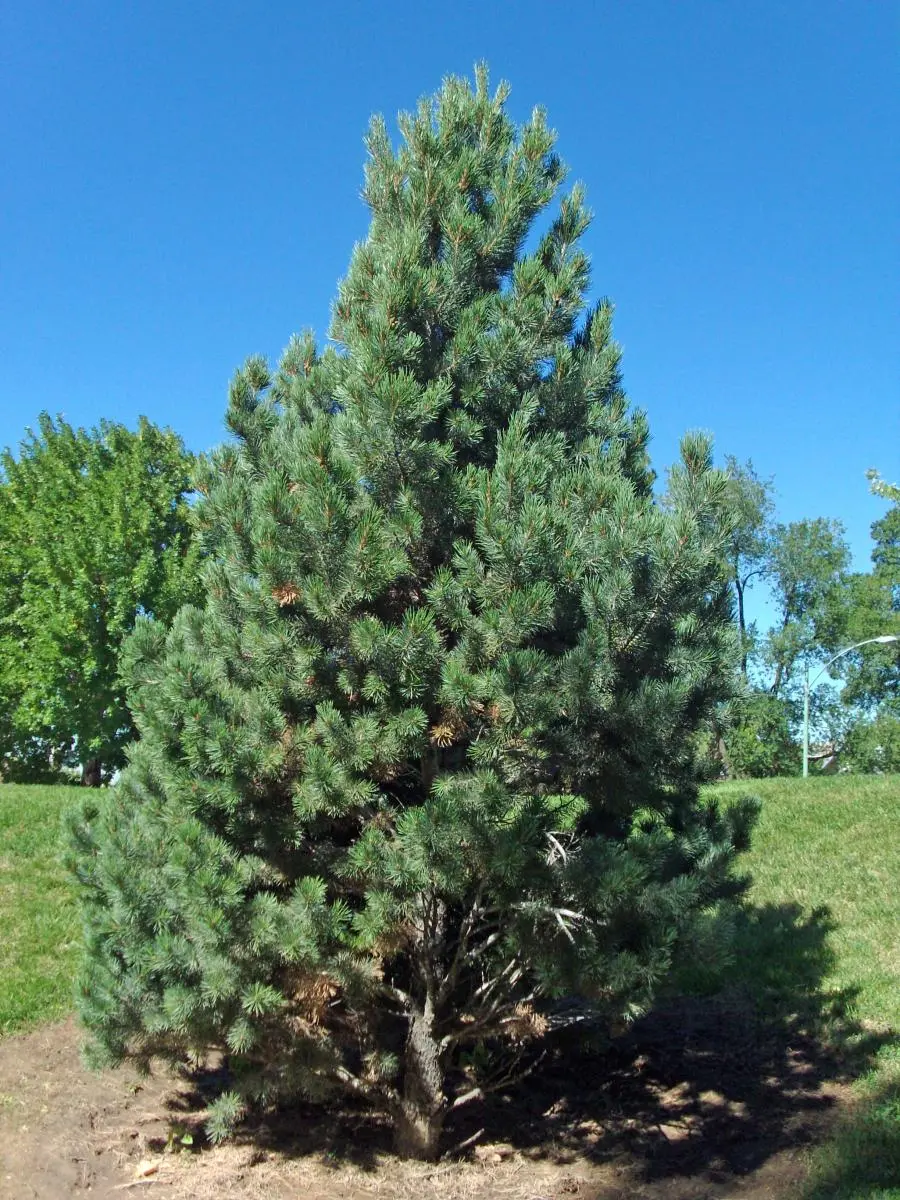 Pinyon Pine In Northern Arizona Flagstaff Landscpaing