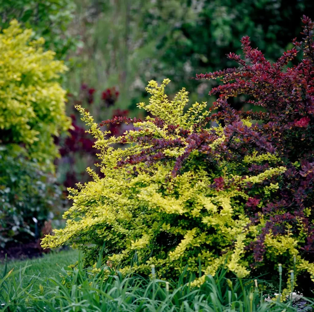 Barberry Bush in Northern Arizona Landscaping