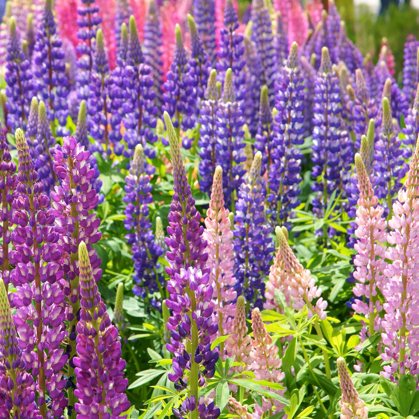 Lupine in flower garden in flagstaff arizona landscaping
