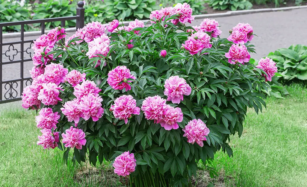 Peonies growing in a flagstaff garden