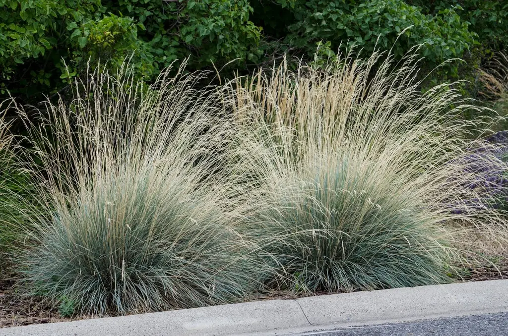blue oat grass